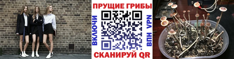 Псилоцибиновые грибы Cubensis  Семилуки 